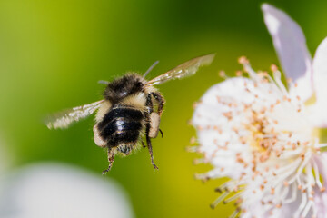 bee on a flower5