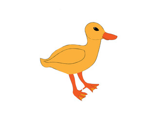 illustration of a yellow duck 