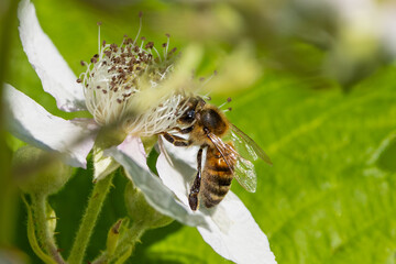 bee on a flower4