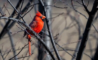 Northern cardinal