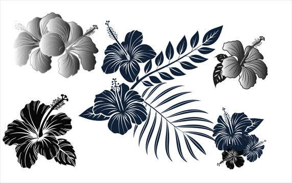 Black and white Joba flower joba ful hibiscus roja