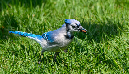 Blue Jay