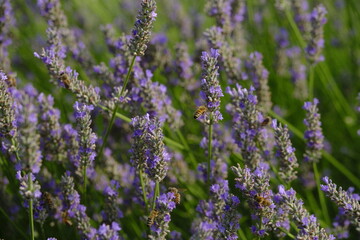 Lavanda