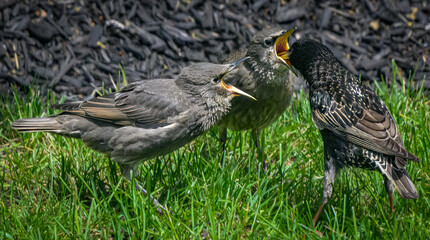 Red-winged Blackbirds