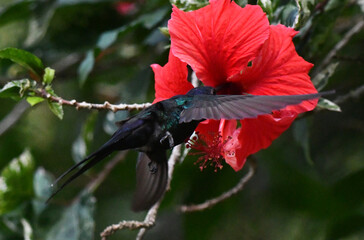 Hummingbird on flower
