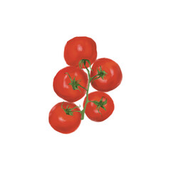 Fresh ripe cherry tomatoes on the branch set. Hand drawn stylized illustration, isolated on white background
