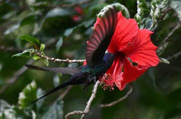 Hummingbird on flower