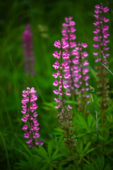 Fototapeta premium Vertical nature background with blooming lupines in soft pink color