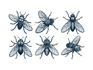 Set of Detailed Fly Illustrations in Black and White,  Entomological Sketch Collection