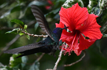 Hummingbird on flower