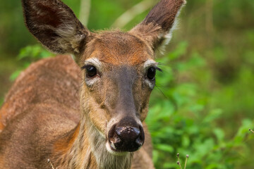 Close up shot of a White-tailed deer's face