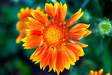 Micro image of a beautiful Gaillardia flower in Alberta, Canada