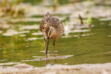 Short-billed Dowitcher looking for food in a pond