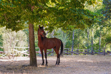Horse resting under the shade of a tree. A brown horse stands quietly in the shade of a leafy tree,...