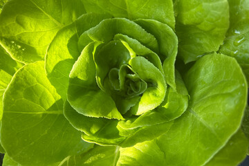 Lettuce
