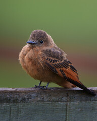 Cliff Flycatcher (Hirundinea ferruginea) Gibão-de-couro