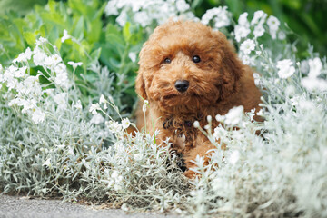 miniature poodle puppy lying in the park