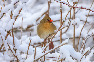 Cute female Cardinal perched on a snow covered tree branch