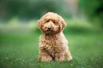 cute miniature poodle puppy posing on grass in summer