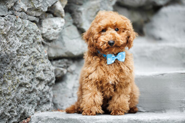 cute miniature poodle puppy sitting outdoors in a blue bow tie