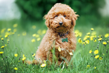 cute miniature poodle puppy posing on grass in a collar with id tag