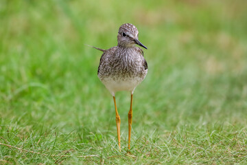 Lesser Yellowlegs standing on green grass