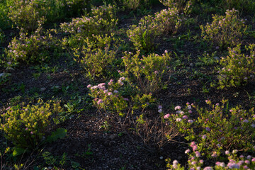vibrant sunset illuminates a field of pink flowering shrubs with verdant foliage against a dark earthy ground, capturing nature's tranquil evening glow, breezy, alight, charming, naturalistic