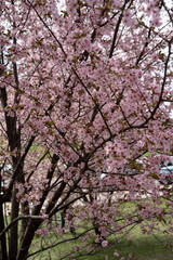 vibrant cherry blossom tree with delicate pink flowers in full bloom against a tranquil springtime backdrop, background, pathway, pleasing, harmony, freshness, tranquil, landscape, overcast, soft