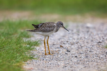Lesser Yellowlegs standing on gravel road