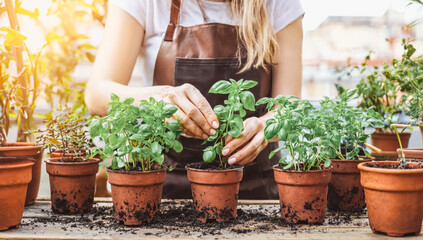 A young Caucasian woman with long hair tends to basil plants in terracotta pots. She wears a brown apron and is focused on her gardening task.