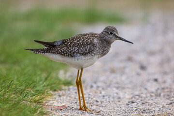 A Dunlin standing on a beach near Lake Ontario