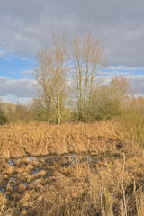 Wetlands with golden reed and bare trees under a cloudy sky in Scheldemeersen nature reserve, Merelbeke, Flanders, Belgium
