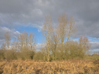 Fototapeta premium Wetlands with golden reed and bare trees under a cloudy sky in Scheldemeersen nature reserve, Merelbeke, Flanders, Belgium 