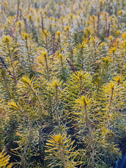 Young plants for forest restoration. Green seedlings of coniferous trees.