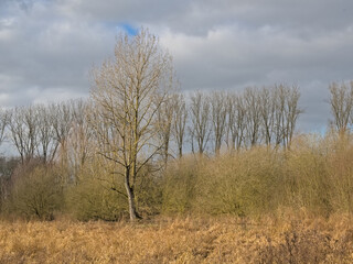 Wetlands with golden reed and bare trees under a cloudy sky in Scheldemeersen nature reserve, Merelbeke, Flanders, Belgium
