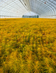 A spruce nursery that grows young fir trees in a greenhouse.