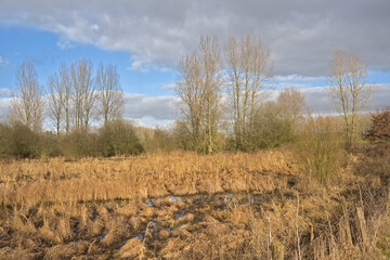 Obraz premium Sunny marsh landscape with golden reed and bare winter trees in Bourgoyen nature reserve, Ghent, Flanders, Belgium 