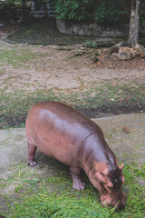 Close-up of a hippo enjoying its meal of fresh grass in a serene, humid landscape after the rain