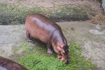 Close-up of a hippo enjoying its meal of fresh grass in a serene, humid landscape after the rain