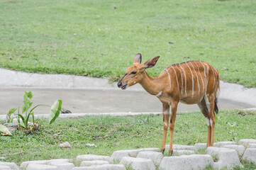 Female Nyala Grazing on Green Grass beside a Concrete Path in Daylight