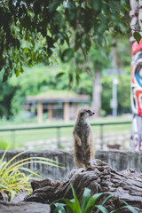 Curious Meerkat Standing Alert on a Weathered Log in Lush Green Surroundings