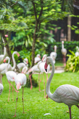 Elegant White Flamingo Standing Gracefully on Lush Green Grass in a Natural Tropical Setting