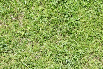 A close view of the green grass turf surface.