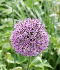 A close view of the purple flower in the garden.
