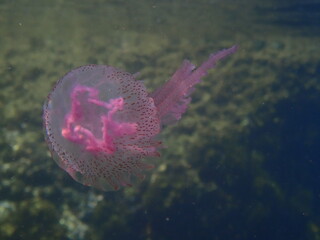Medusa pelagia noctiluca o clavel