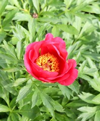 A close view of the red flower in the garden.