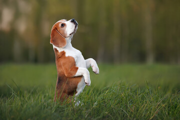 cute beagle dog begging outdoors in summer