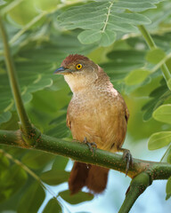 Greater Thornbird (Phacellodomus ruber) Graveteiro