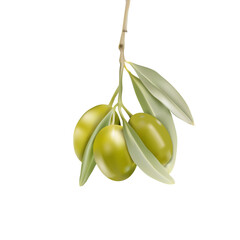 Branch of green olives with leaves, mesh