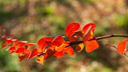 Wild pear branches with red autumn foliage on a blurred background.